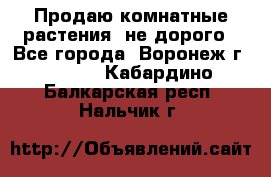 Продаю комнатные растения  не дорого - Все города, Воронеж г.  »    . Кабардино-Балкарская респ.,Нальчик г.